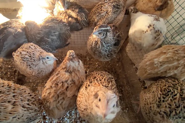 鹌鹑的养殖注意事项，温湿度调节很重要