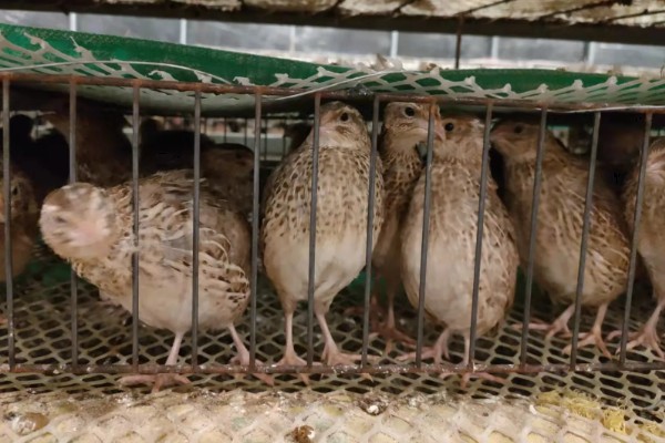 鹌鹑的养殖注意事项，温湿度调节很重要