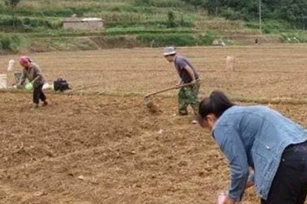 陈皮柑怎么种植，每年至少追肥3次