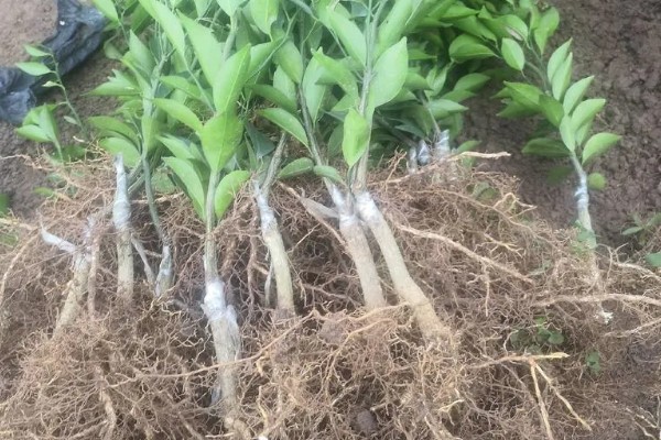 陈皮柑怎么种植，每年至少追肥3次