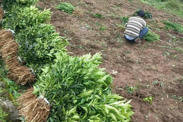 陈皮柑怎么种植，每年至少追肥3次