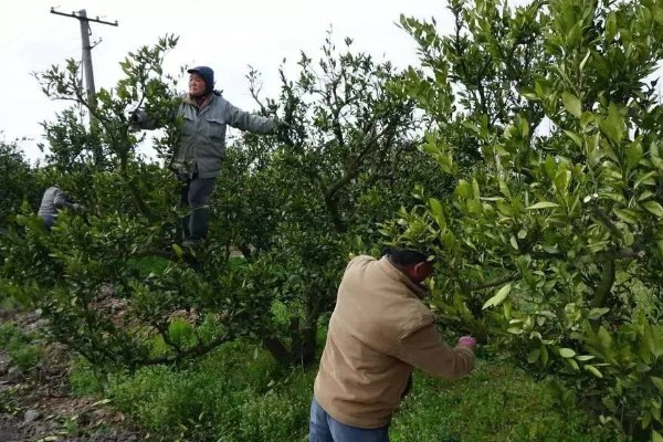 陈皮柑怎么种植，每年至少追肥3次