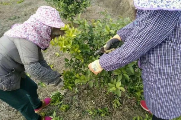 陈皮柑怎么种植，每年至少追肥3次