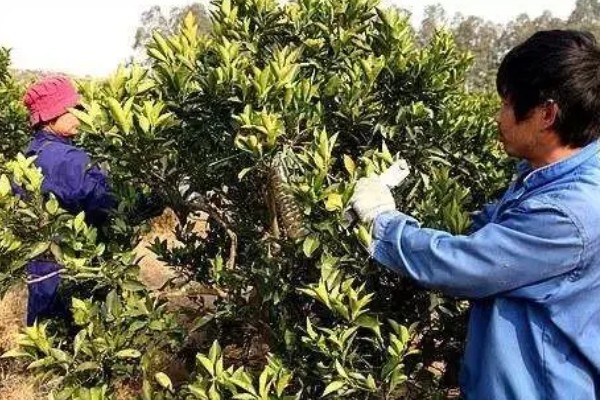 陈皮柑怎么种植，每年至少追肥3次