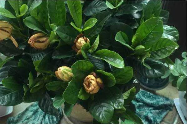 栀子花花苞发黑脱落的原因，过度浇水会影响花苞正常生长