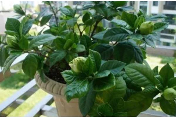 栀子花花苞发黑脱落的原因，过度浇水会影响花苞正常生长