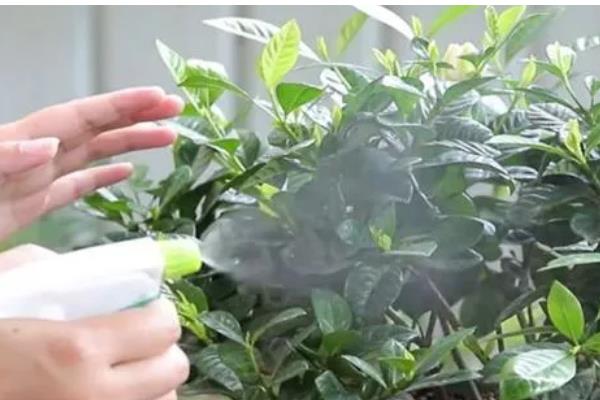 栀子花花苞发黑脱落的原因，过度浇水会影响花苞正常生长