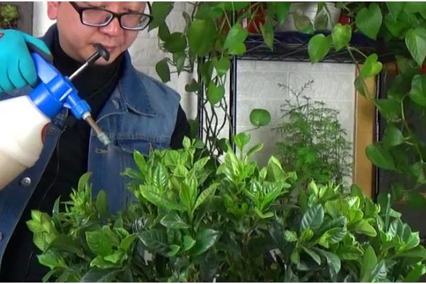 栀子花花苞发黑脱落的原因，过度浇水会影响花苞正常生长