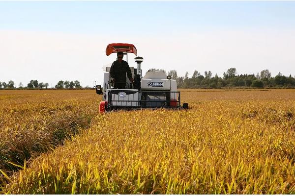 收获水稻时要注意什么，提前排水方便收割