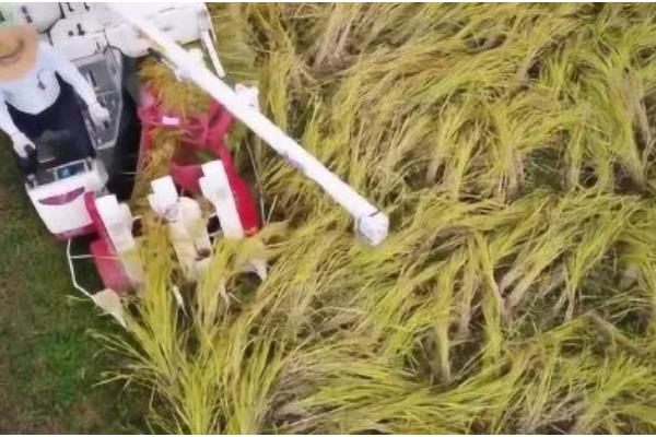 收获水稻时要注意什么，提前排水方便收割