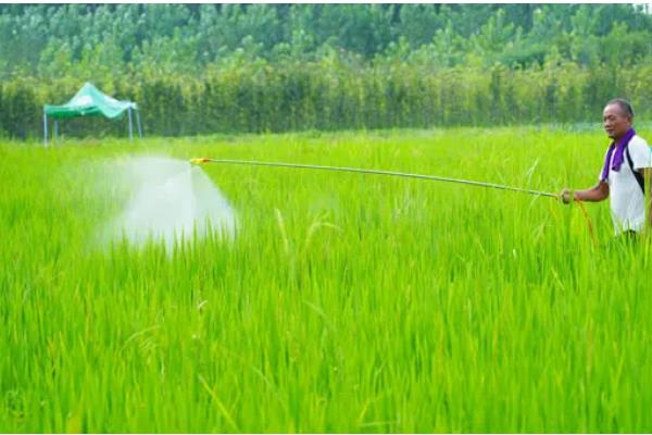 收获水稻时要注意什么，提前排水方便收割