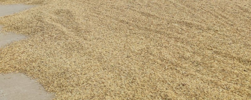 繁殖水稻的第一步是插秧吗，第一步是晒种