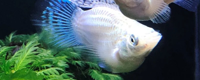 玛丽鱼吃油膜吗，可以吃油膜