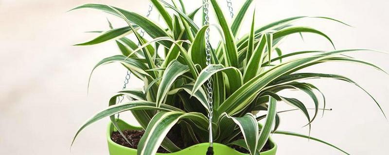 冬季怎么养殖吊兰，把室温保持在5℃以上