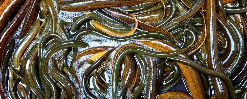 黄鳝如何养殖，要做好池塘的消毒工作