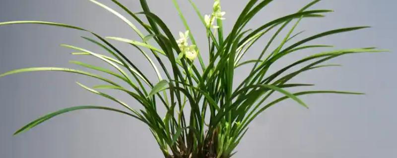 春天养兰花的方法，每隔半个月追肥一次