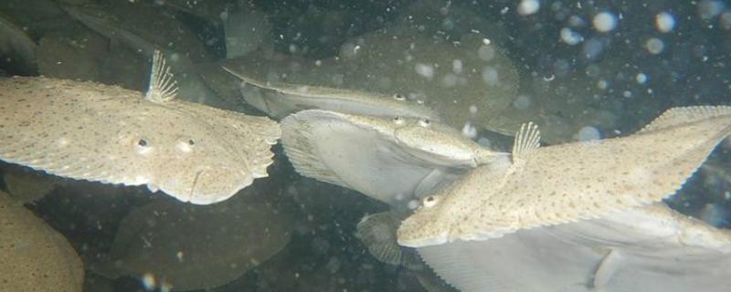 多宝鱼能不能养殖，要在靠近水源、交通方便的地方建造池塘