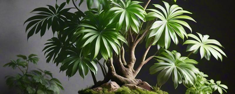 植物发热的原因，可能是根部受损所致