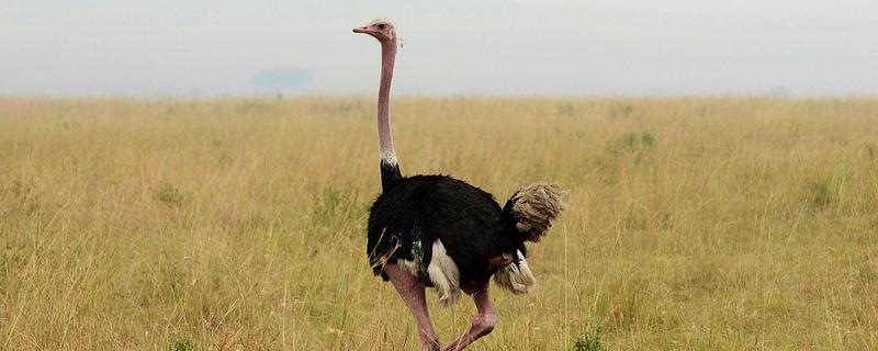 鸵鸟不会飞的原因，锁骨退化不能支撑飞行