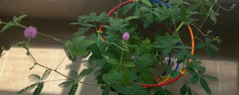 含羞草的修剪方式，出现徒长要打顶摘心修剪