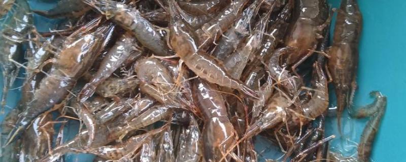 河虾与黑壳虾的区别，生活环境与体型均不同