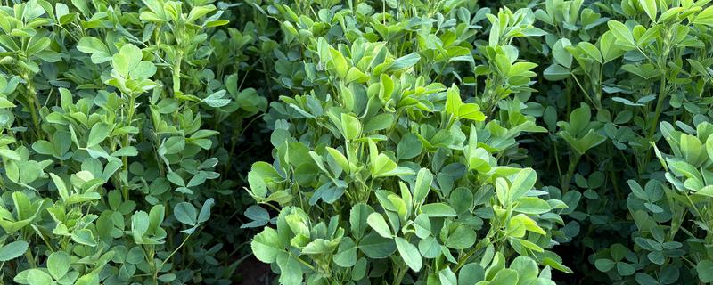 鹅喜欢吃哪些草，喜欢吃菊苣、苦荬菜等