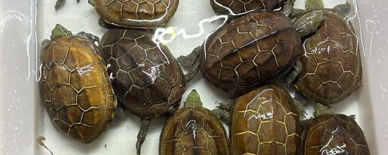 乌龟喜欢人摸它哪里，喜欢人摸它的脖子和龟壳