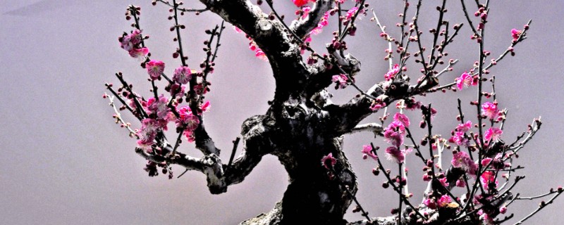 梅花常见害虫怎么防治，出现蚜虫可喷施氧化乐果等药物