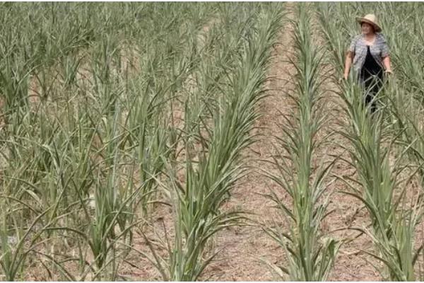 玉米卡脖旱的简介，是指孕穗期遭受干旱危害