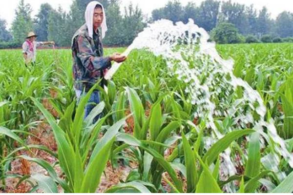 玉米卡脖旱的简介，是指孕穗期遭受干旱危害