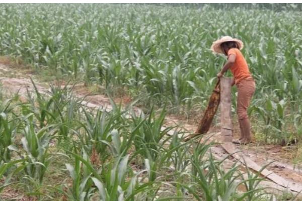 玉米卡脖旱的简介，是指孕穗期遭受干旱危害