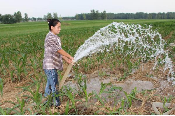玉米卡脖旱的简介，是指孕穗期遭受干旱危害