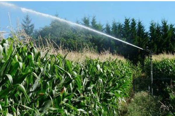 玉米卡脖旱的简介，是指孕穗期遭受干旱危害