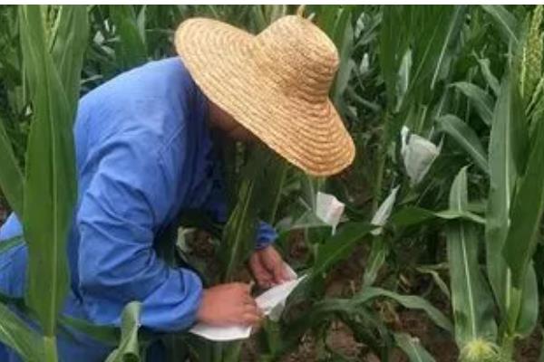 玉米卡脖旱的简介，是指孕穗期遭受干旱危害