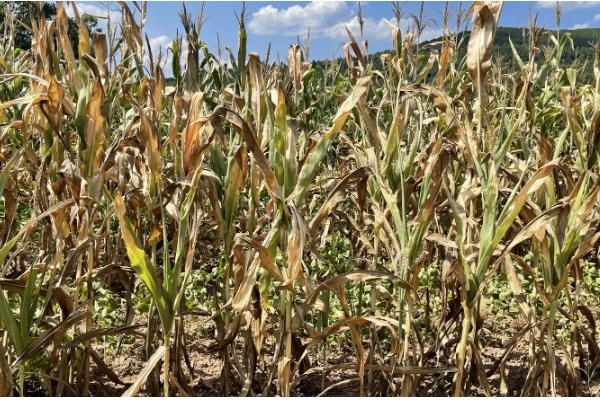 玉米卡脖旱的简介，是指孕穗期遭受干旱危害