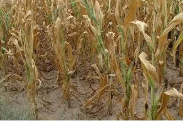玉米卡脖旱的简介，是指孕穗期遭受干旱危害