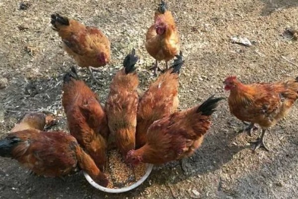 鸡的药常用有哪些，主要分为驱虫药类、抗应激性药类等4种