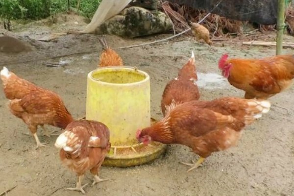 鸡的药常用有哪些，主要分为驱虫药类、抗应激性药类等4种