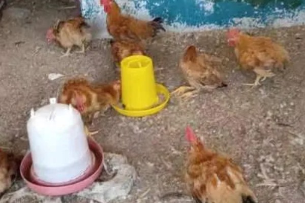 鸡的药常用有哪些，主要分为驱虫药类、抗应激性药类等4种