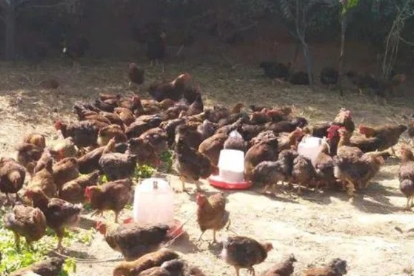 鸡的药常用有哪些，主要分为驱虫药类、抗应激性药类等4种