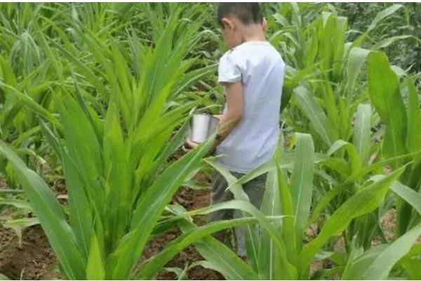 磷酸二氢钾的简介，属于高效复合肥