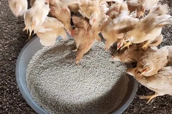 鸡的药常用有哪些，主要分为驱虫药类、抗应激性药类等4种