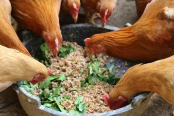 鸡的药常用有哪些，主要分为驱虫药类、抗应激性药类等4种