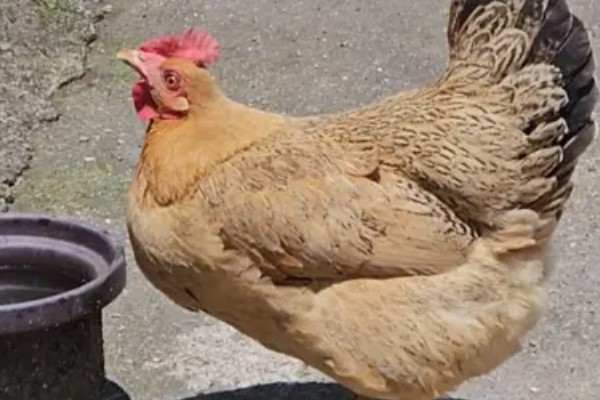 鸡的药常用有哪些，主要分为驱虫药类、抗应激性药类等4种