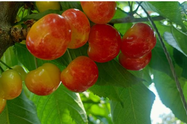 美国红樱桃的简介,用宾库和先锋杂交选育而来