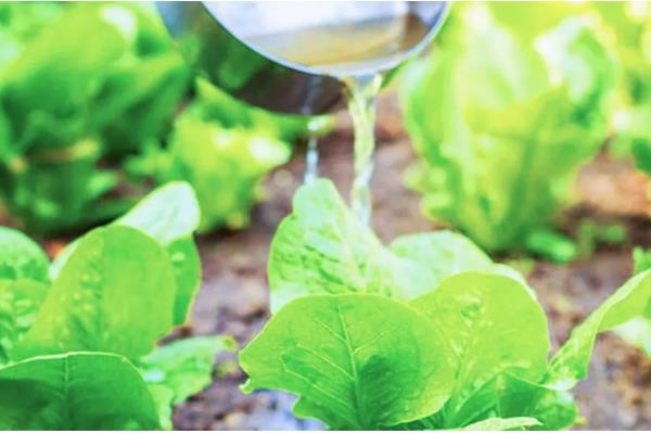 磷酸二氢钾的简介，属于高效复合肥