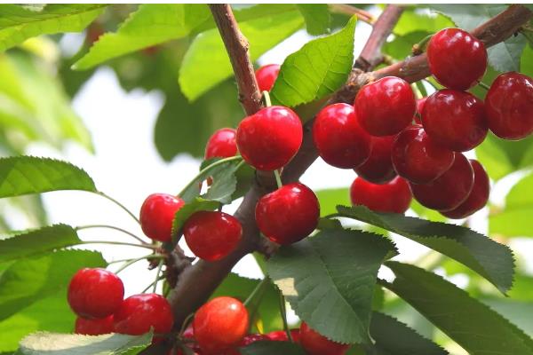 美国红樱桃的简介,用宾库和先锋杂交选育而来