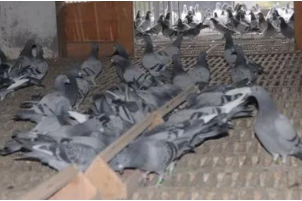 幼鸽什么时候才能家飞,出生40天左右便可家飞