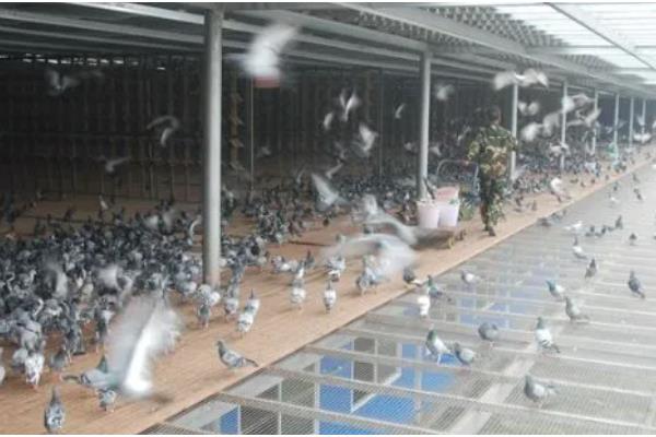 幼鸽什么时候才能家飞,出生40天左右便可家飞