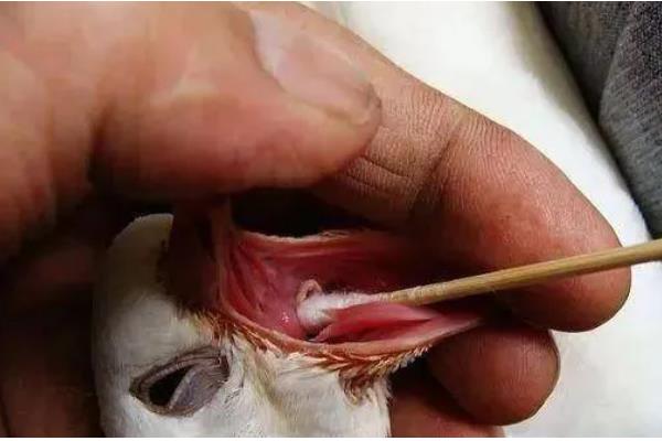 幼鸽什么时候才能家飞,出生40天左右便可家飞